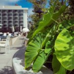 EcoLuxLuv, kalo harvest, ecotourism, waikiki, hyatt, helen siwak, vancouver, vancity, yvr, bc