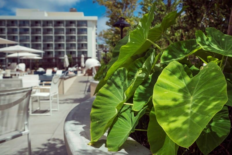 EcoLux☆Lifestyle: Ecotourism: Harvesting Kalo in Waikiki
