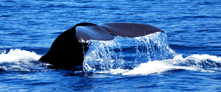 ecoluxury, ecoluxluv, luxury lifestyle, luxury brand, luxury life, luxury zone, alberni street, fblogger, luxury homes, designer, gala, celebrities, personalities, supercar, fashion blogger, lifestyle consultant, sustainable, recycling, plantbased, vegan, Top 10 Getaways, Bannikin Travel, Ecoluxury Travel, World Travel, Helen Siwak, Vancouver, YVR, Vancity, BC, Travel