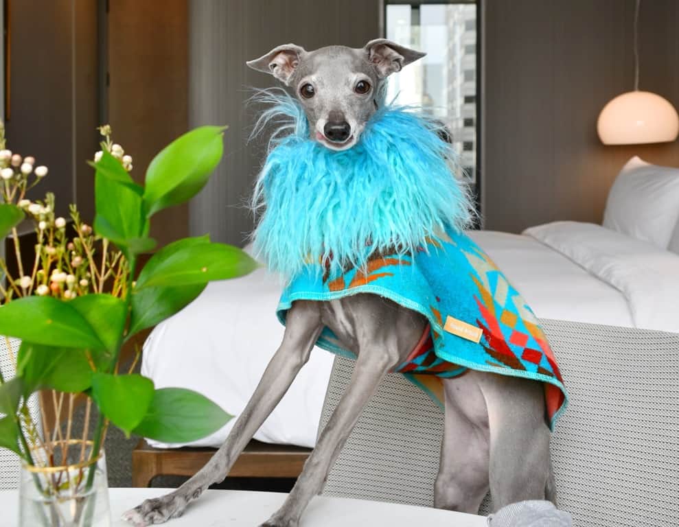 Tika the Iggy Supporting Rainbow Railroad with Poshmark Closet Sale