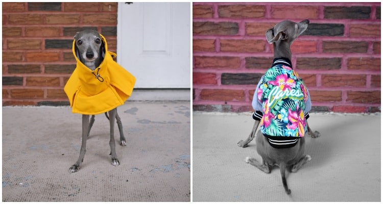 tika the iggy, poshmark, ecoluxlifestyle, helen siwak, vancity, vancouver, bc, yvr, famous pets, dog outfits