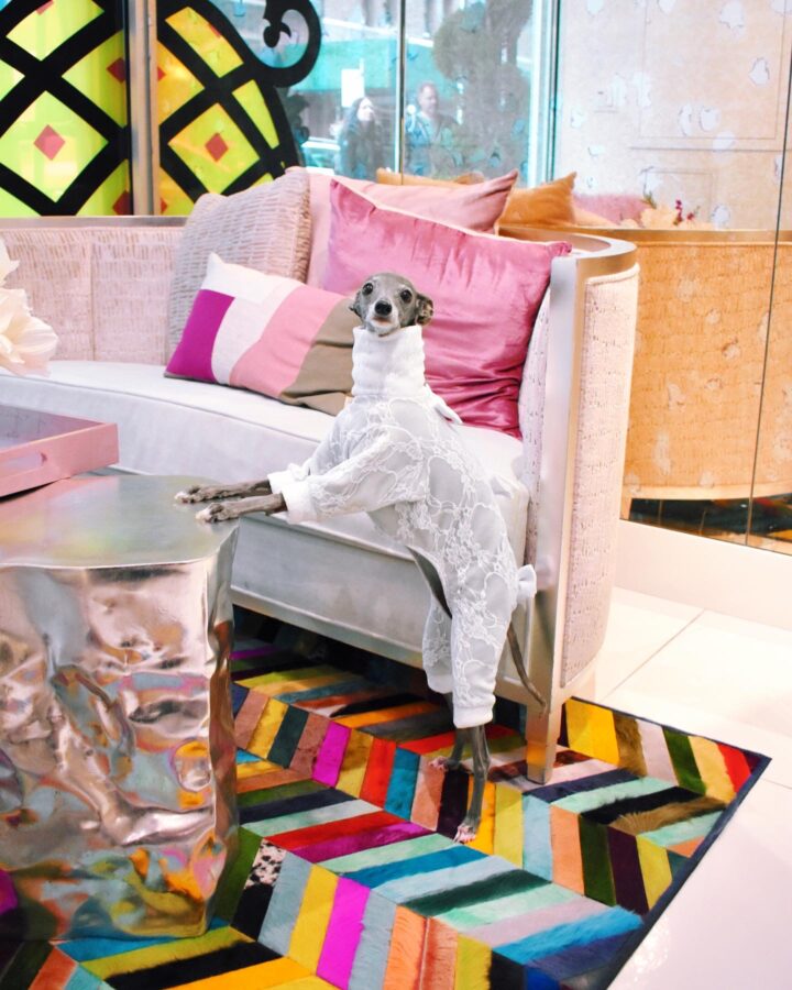 tika the iggy, poshmark, ecoluxlifestyle, helen siwak, vancity, vancouver, bc, yvr, famous pets, dog outfits