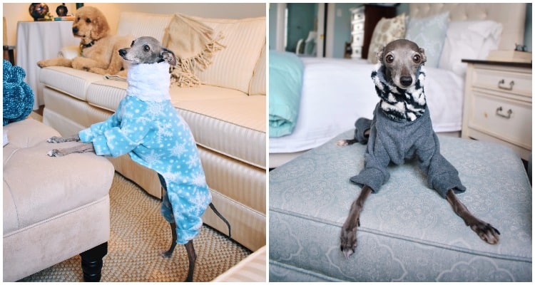 tika the iggy, poshmark, ecoluxlifestyle, helen siwak, vancity, vancouver, bc, yvr, famous pets, dog outfits